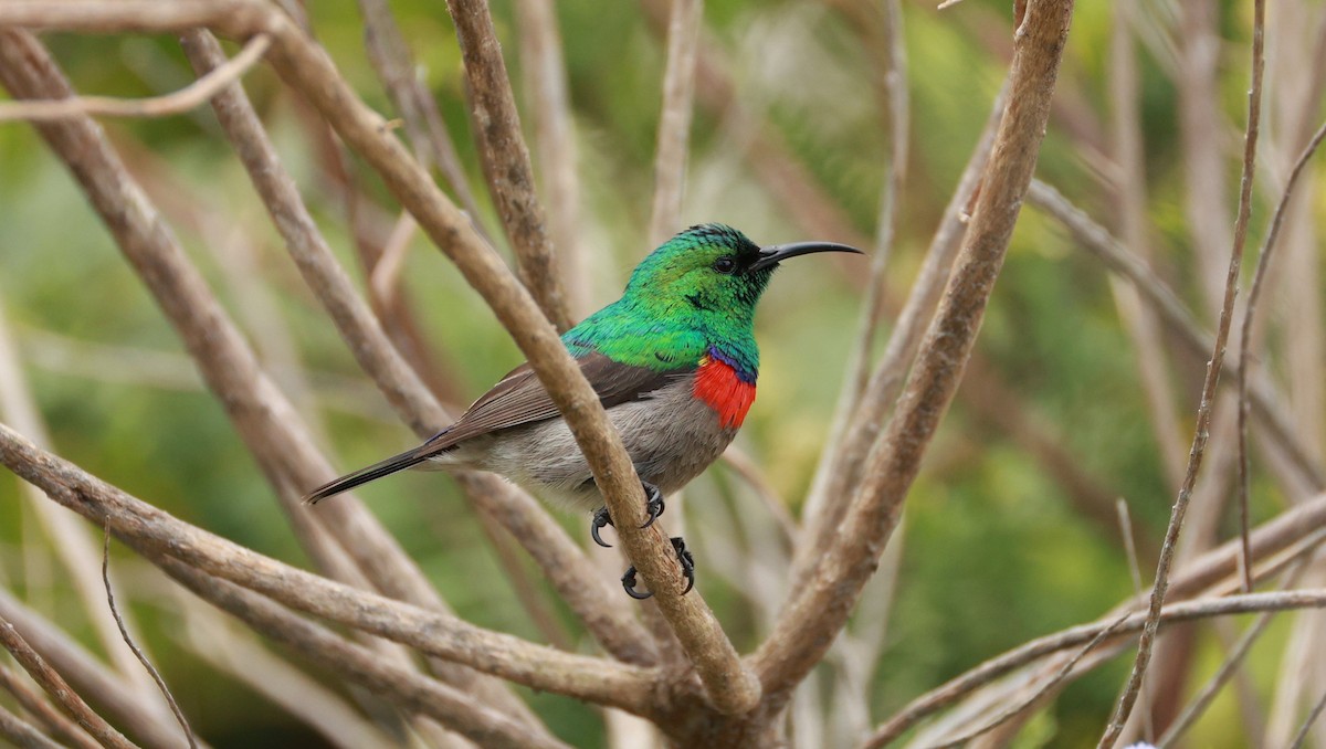 Южная нектарница - ML646434564