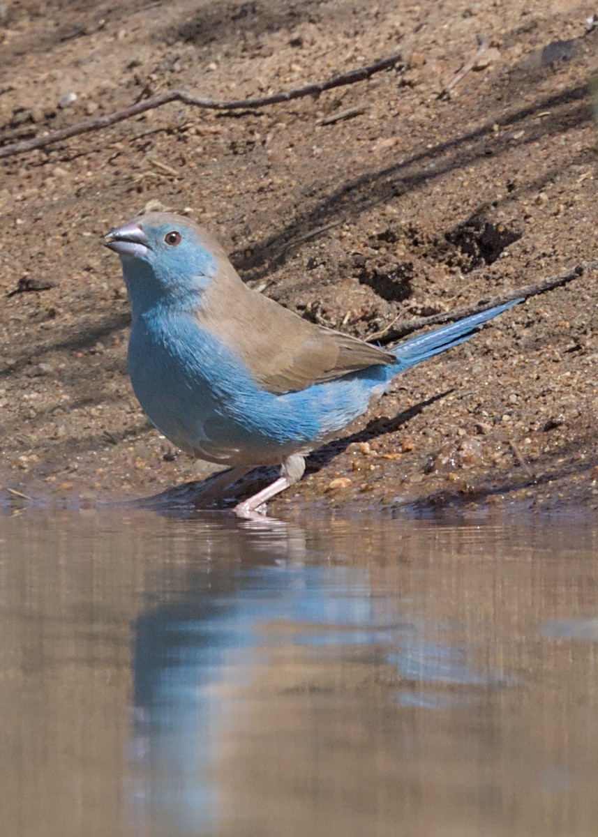 Голубой астрильд - ML646434566