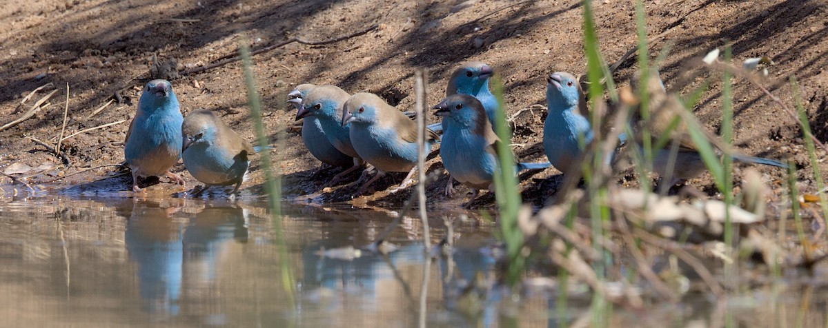 Голубой астрильд - ML646434567