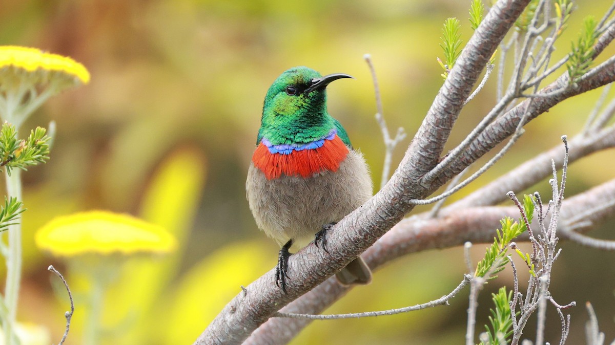 Southern Double-collared Sunbird - ML646434569