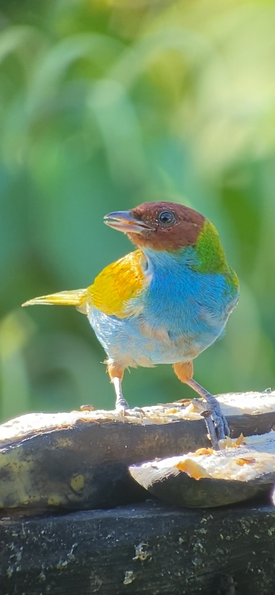 Bay-headed Tanager - ML646434570