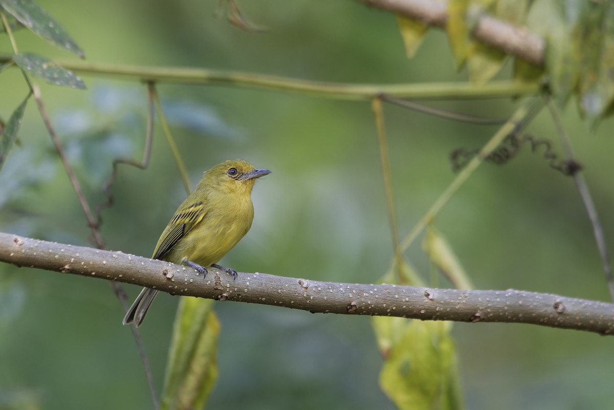 Ochre-lored Flatbill - ML646434573