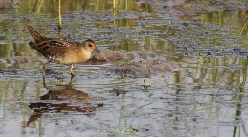 Оодон түнжүүр - ML646434575