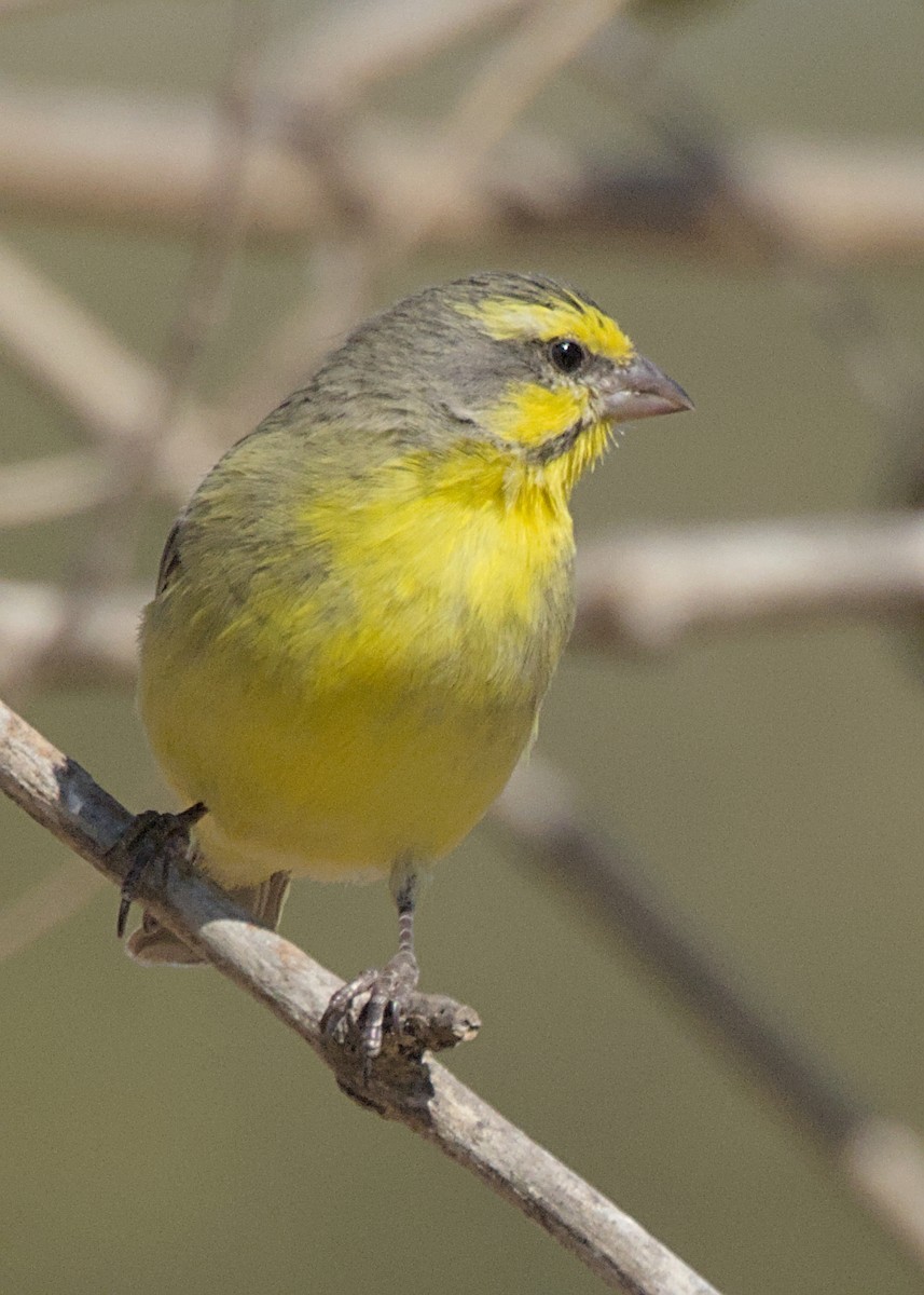 Yellow-fronted Canary - ML646434577