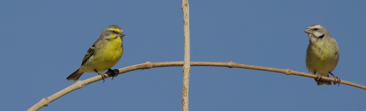 Yellow-fronted Canary - ML646434578