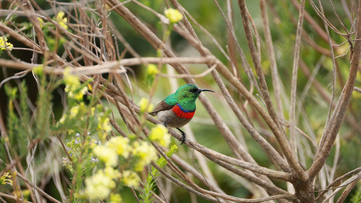 Southern Double-collared Sunbird - ML646434579
