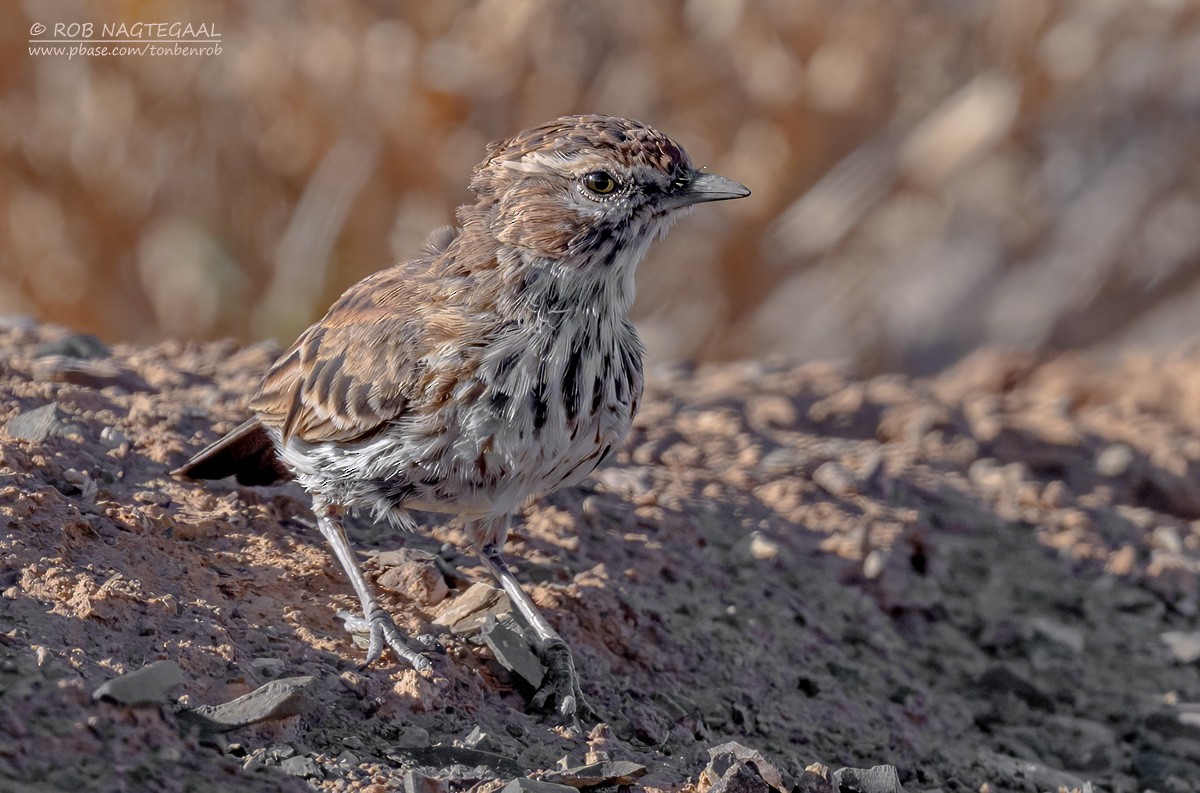 Karoo Lark - ML646434580
