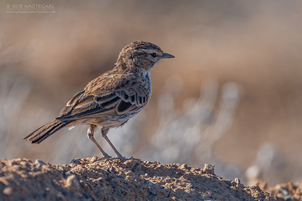 Karoo Lark - ML646434581