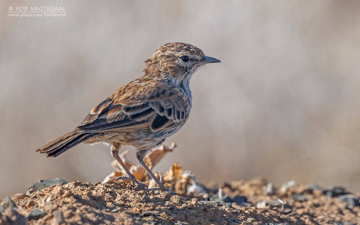 Karoo Lark - ML646434582