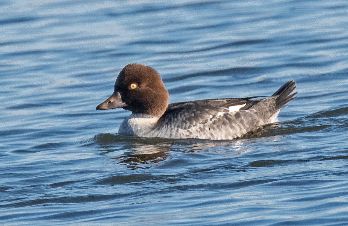 Common Goldeneye - ML646434584