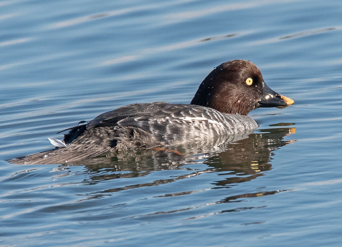 Common Goldeneye - ML646434585
