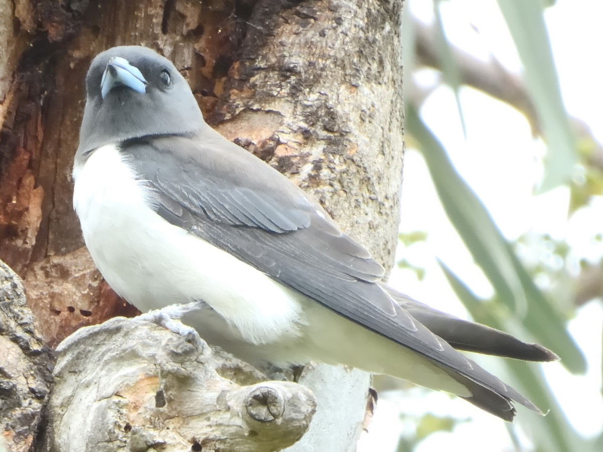 White-breasted Woodswallow - ML646434586