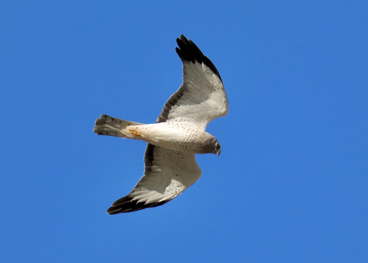 Northern Harrier - ML646434587