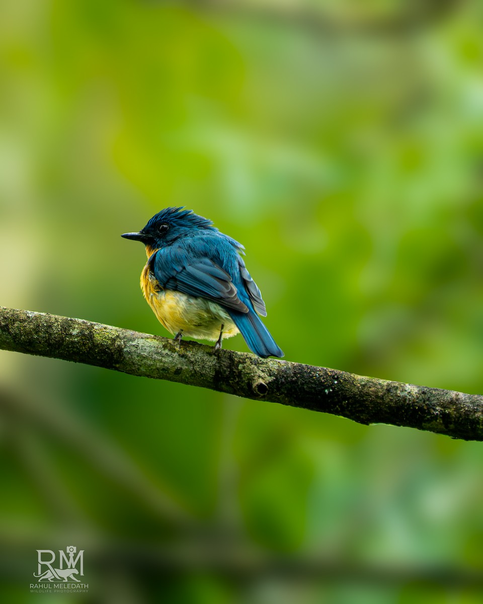 Tickell's Blue Flycatcher - ML646434588