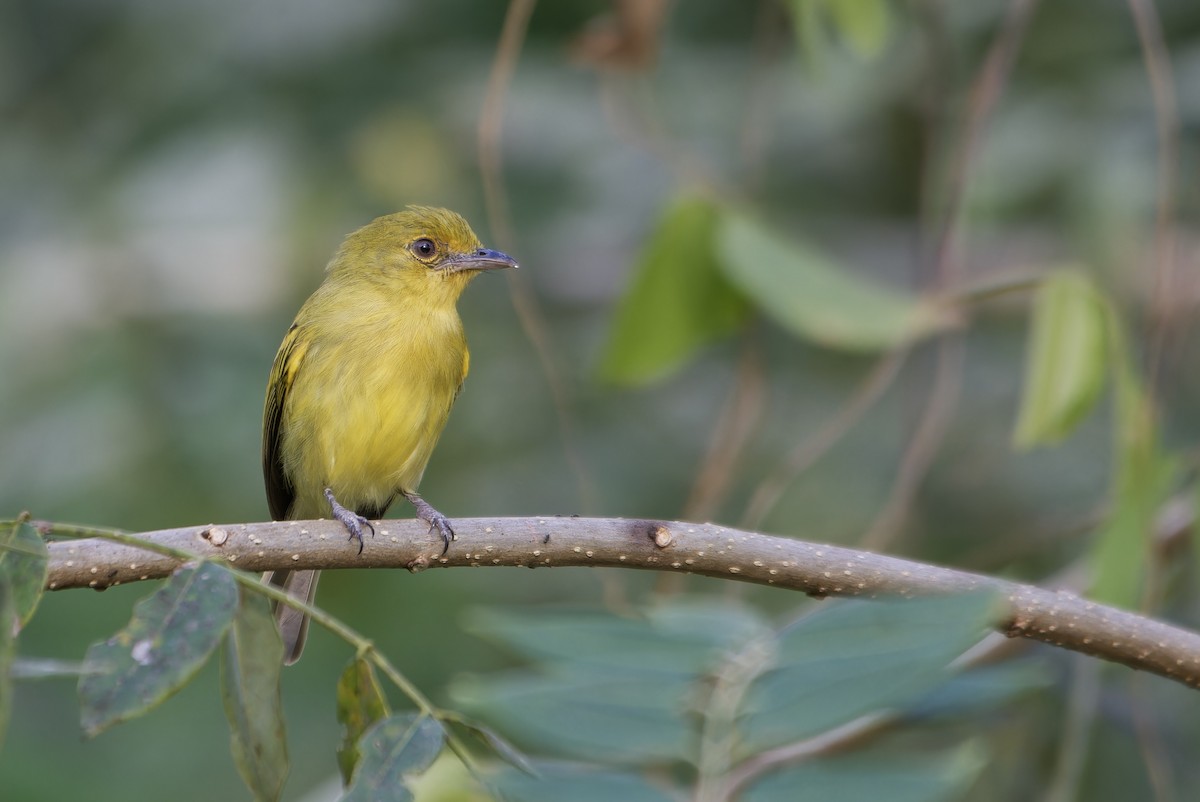 Ochre-lored Flatbill - ML646434590