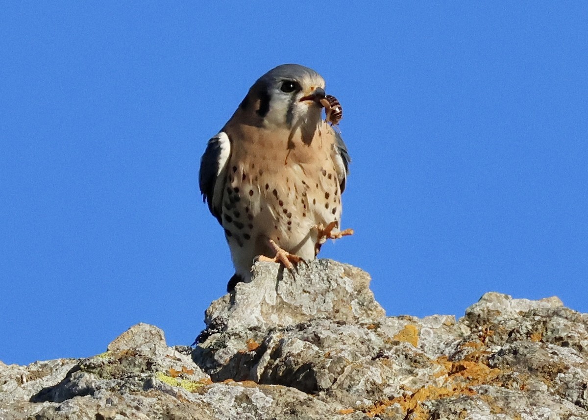 Воробьиная пустельга - ML646434591
