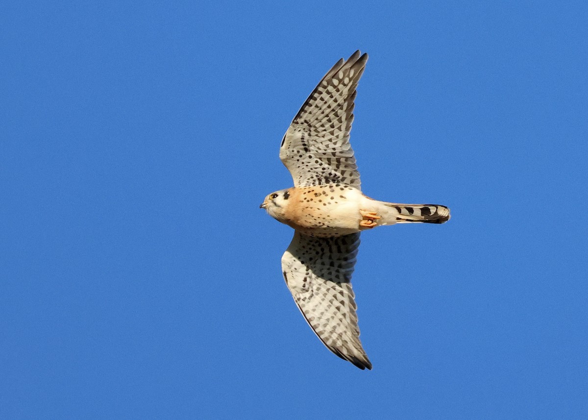 Воробьиная пустельга - ML646434592