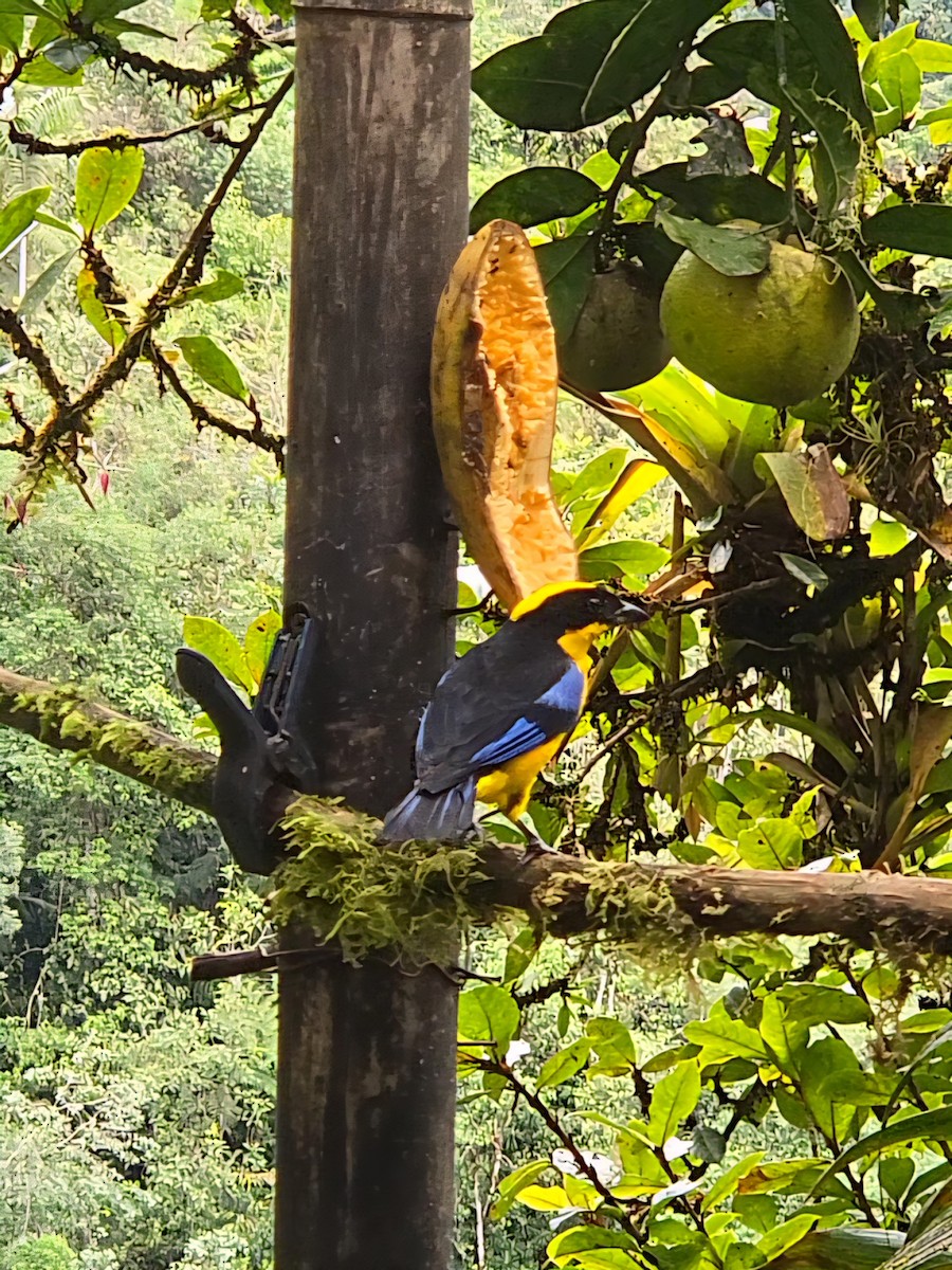 Blue-winged Mountain Tanager - ML646434595