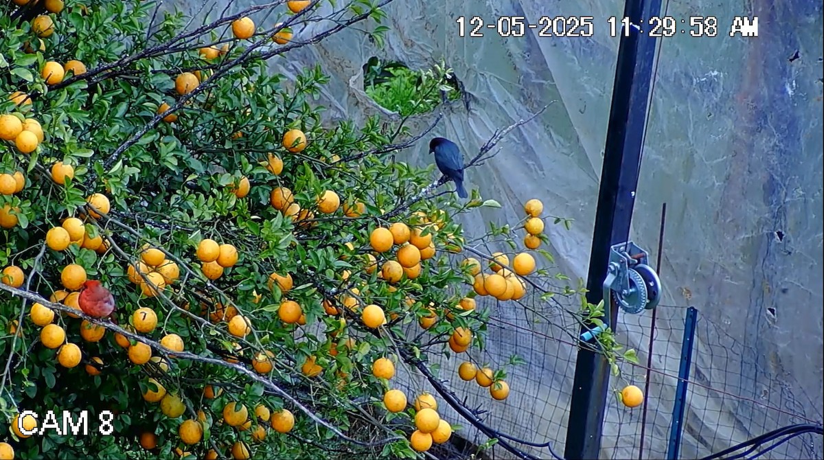 Brown-headed Cowbird - ML646434596