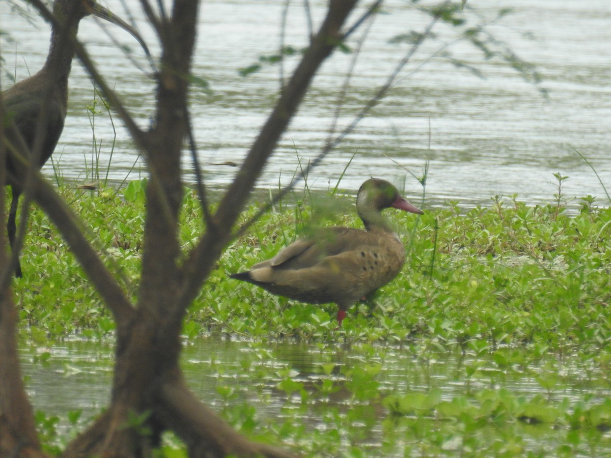 Brazilian Teal - ML646434597