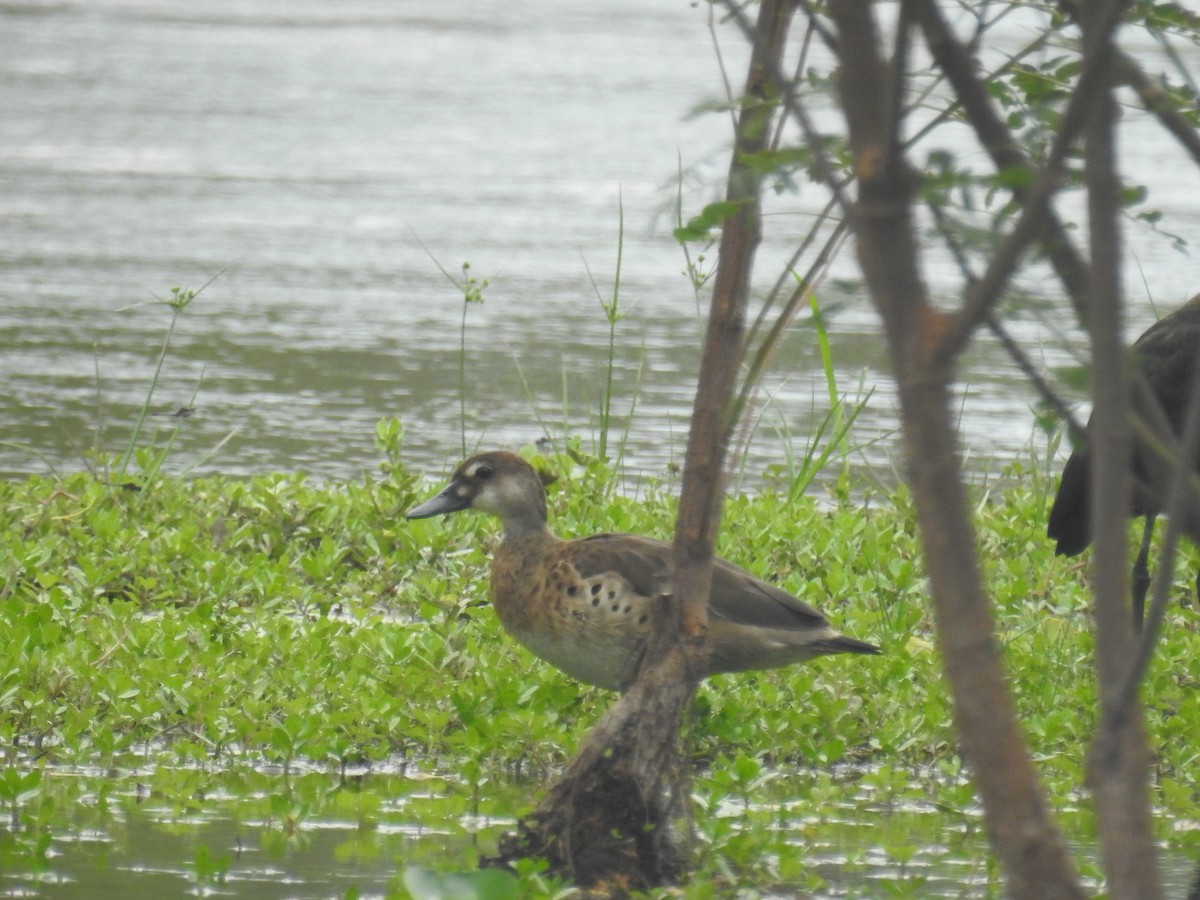 Brazilian Teal - ML646434598