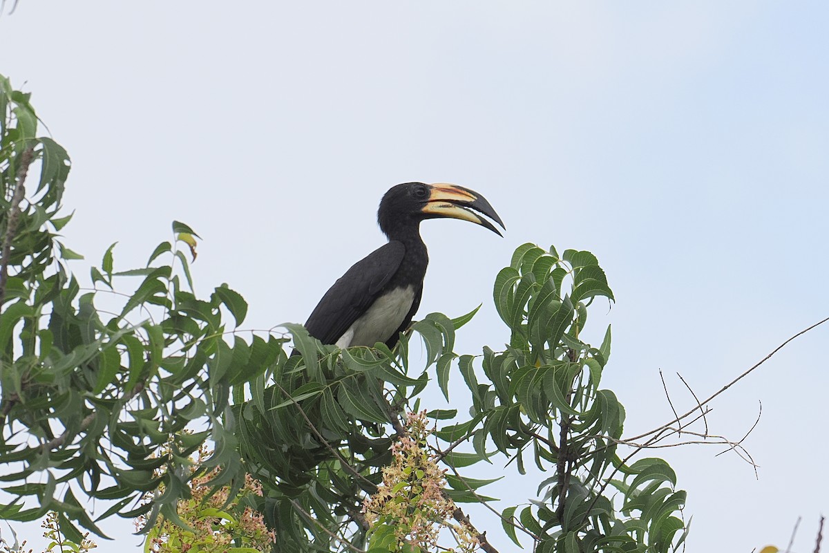 West African Pied Hornbill - ML646434599