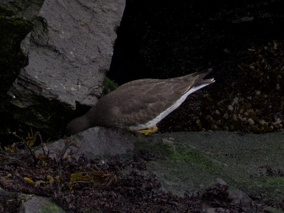 Surfbird - ML646434601
