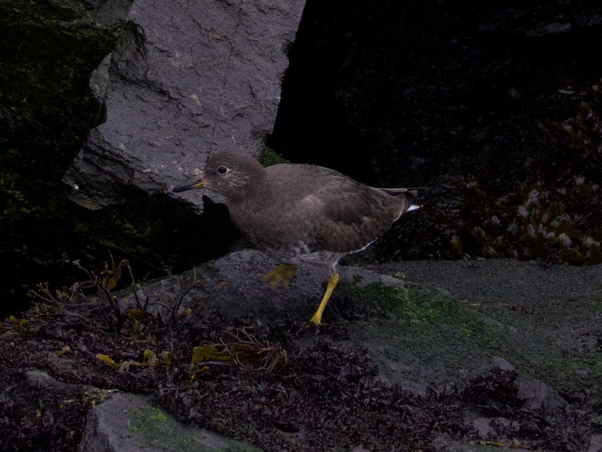 Surfbird - ML646434602