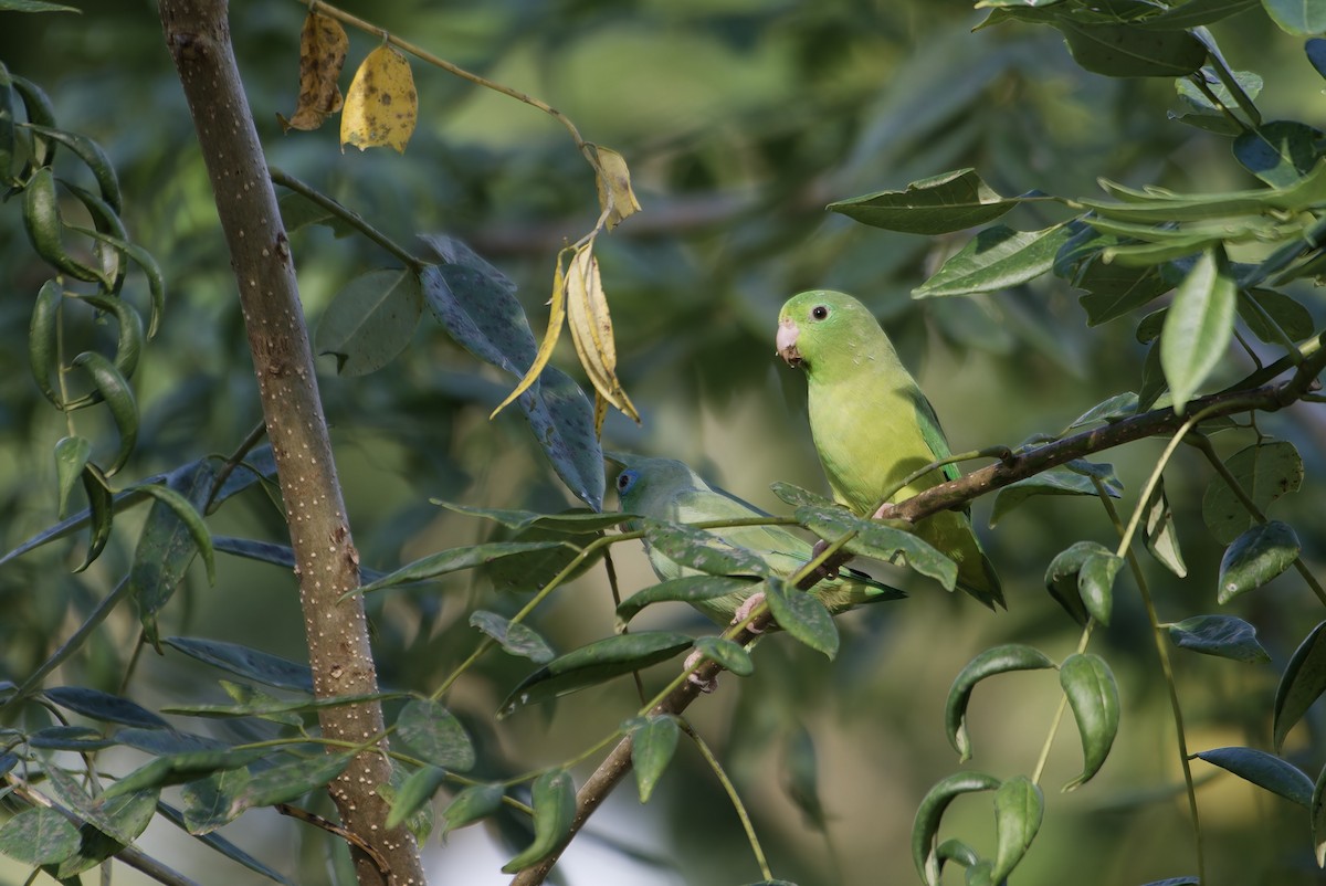 Spectacled Parrotlet - ML646434606