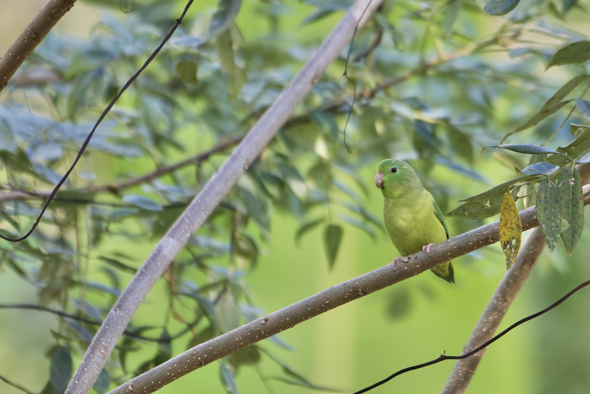 Spectacled Parrotlet - ML646434607