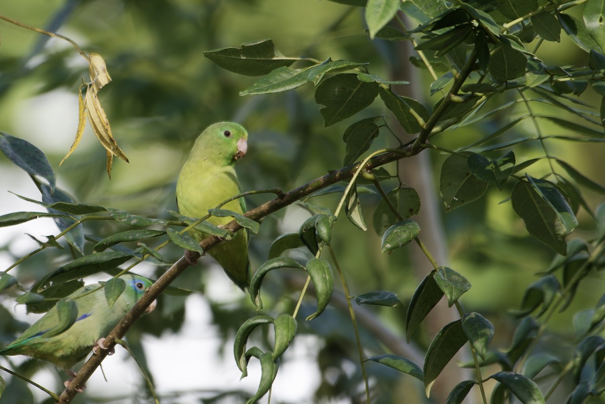 Spectacled Parrotlet - ML646434608
