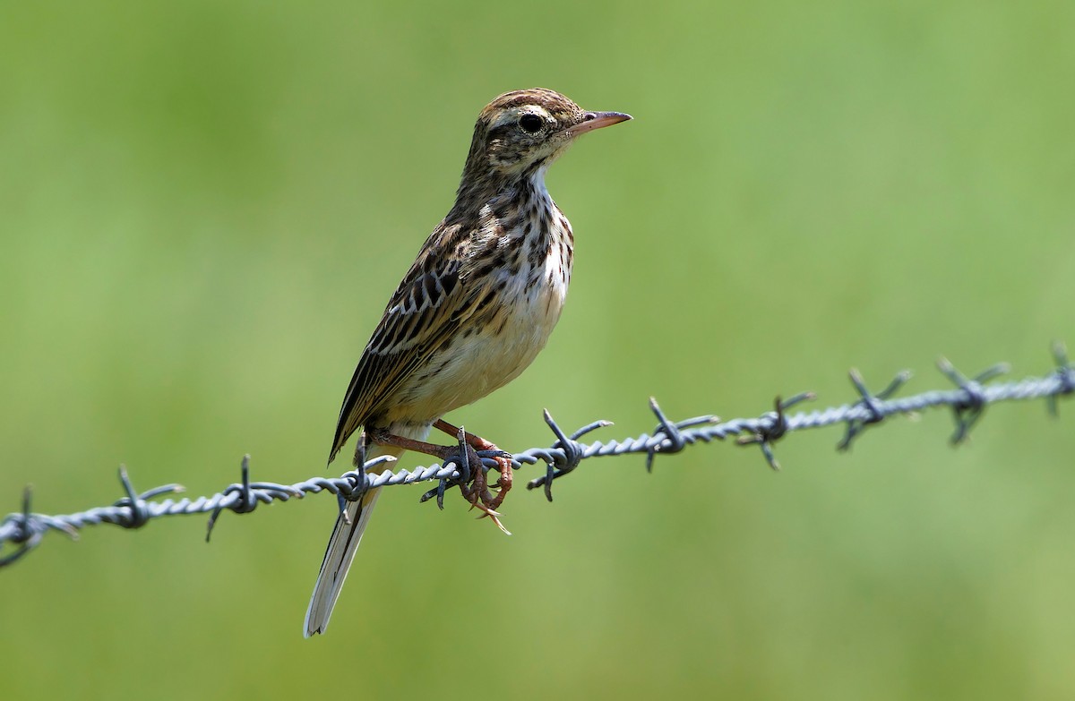 Australian Pipit - ML646434610