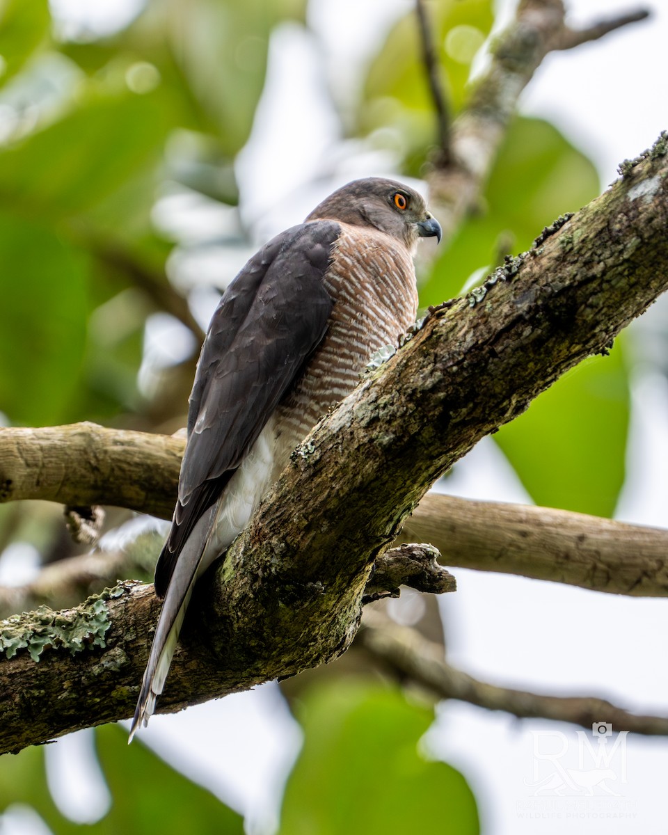 krahujec šikra - ML646434616