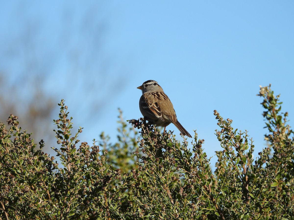 White-crowned Sparrow - ML646434617