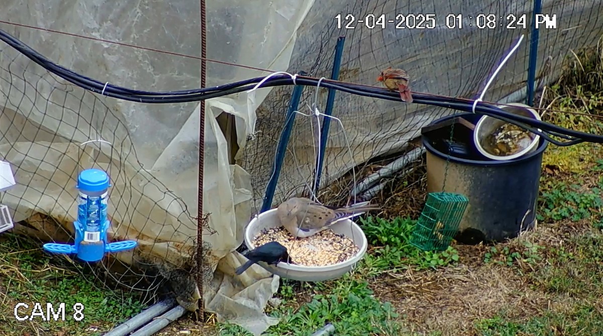 Mourning Dove - ML646434618