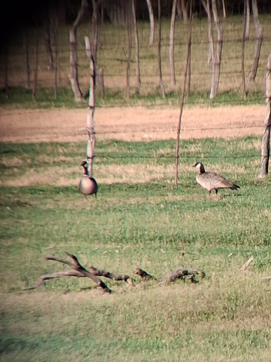 Cackling Goose - ML646434620