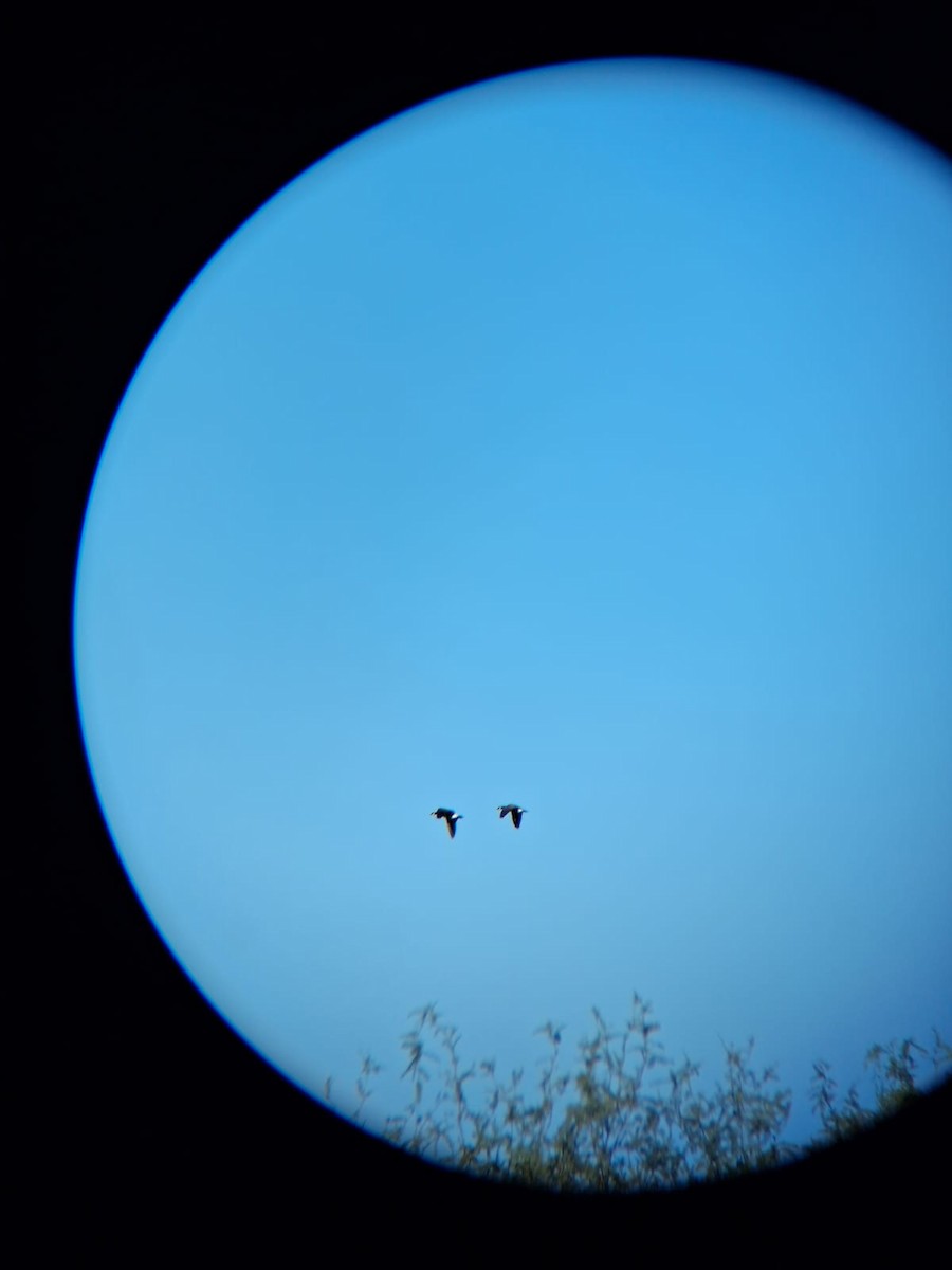 Cackling Goose - ML646434621