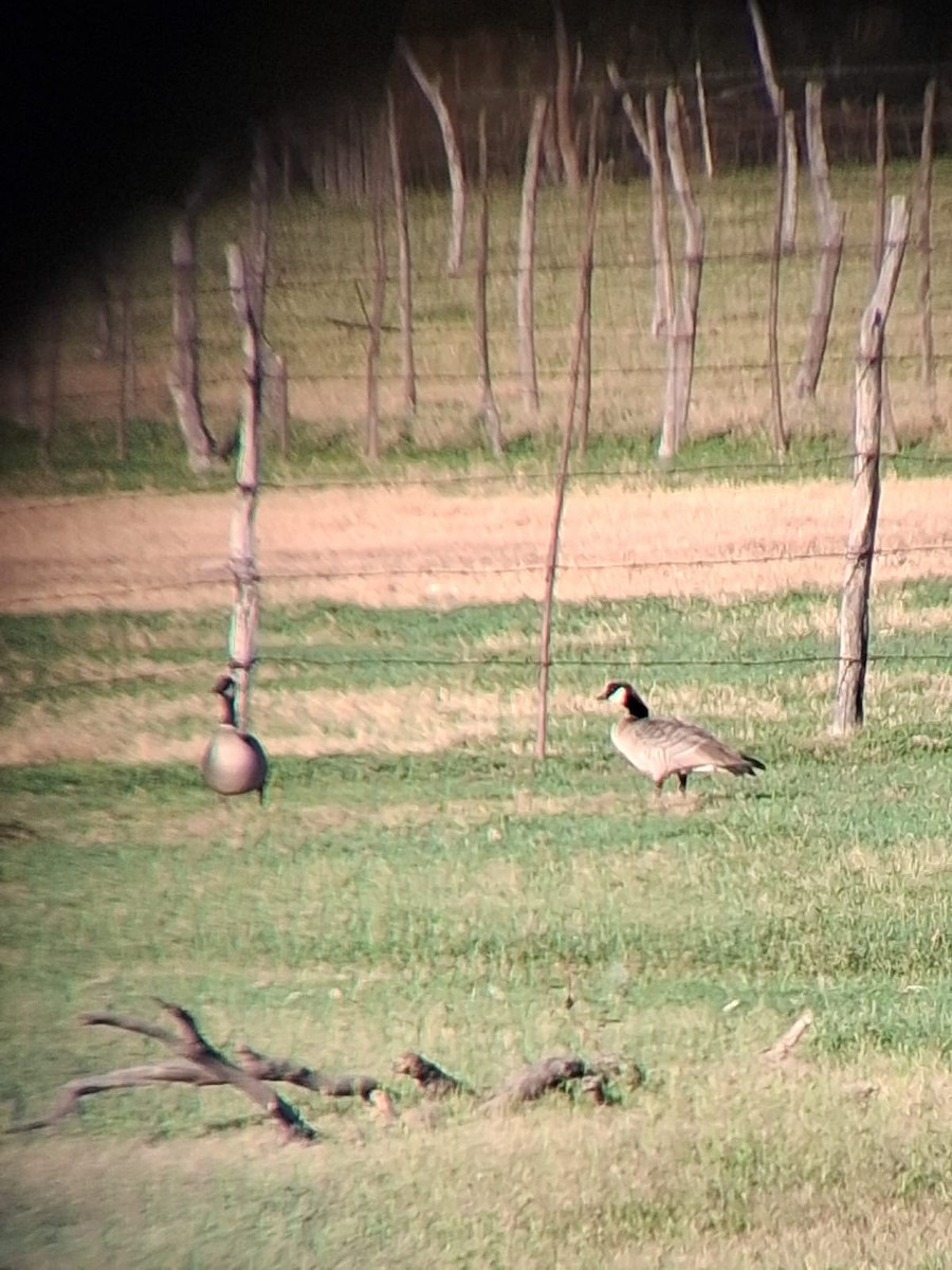 Cackling Goose - ML646434622