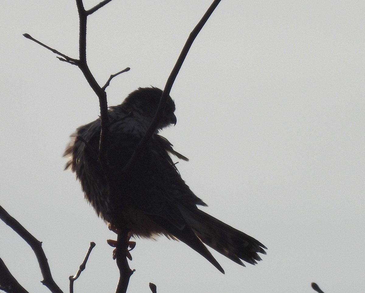 Merlin - ML646434623