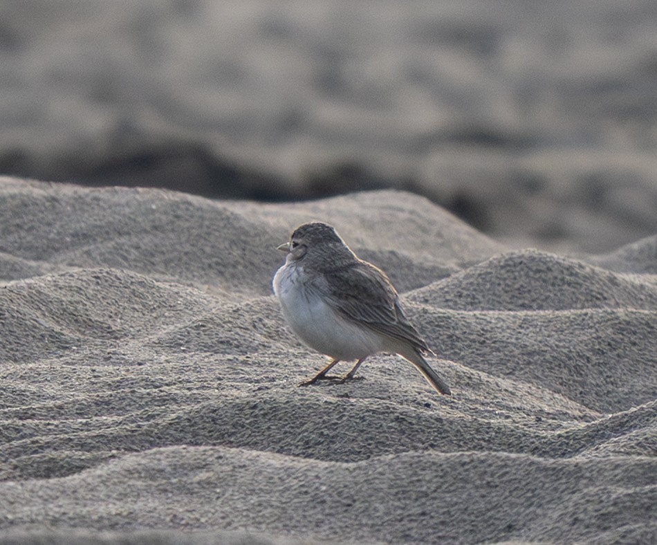 Sand Lark - ML646434624