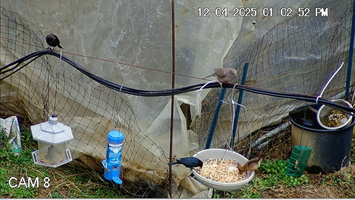Brown-headed Cowbird - ML646434625
