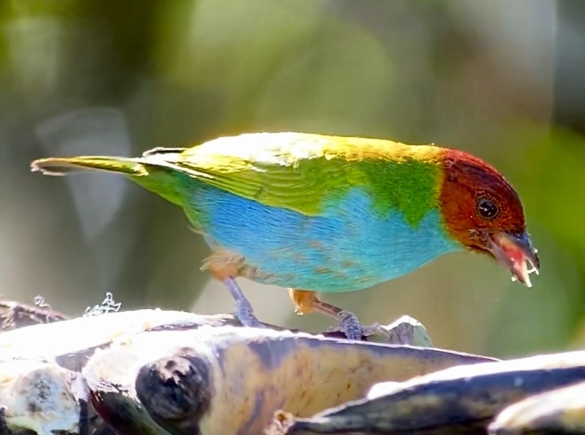 Bay-headed Tanager - ML646434626