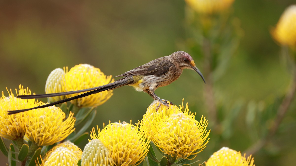 Cape Sugarbird - ML646434627