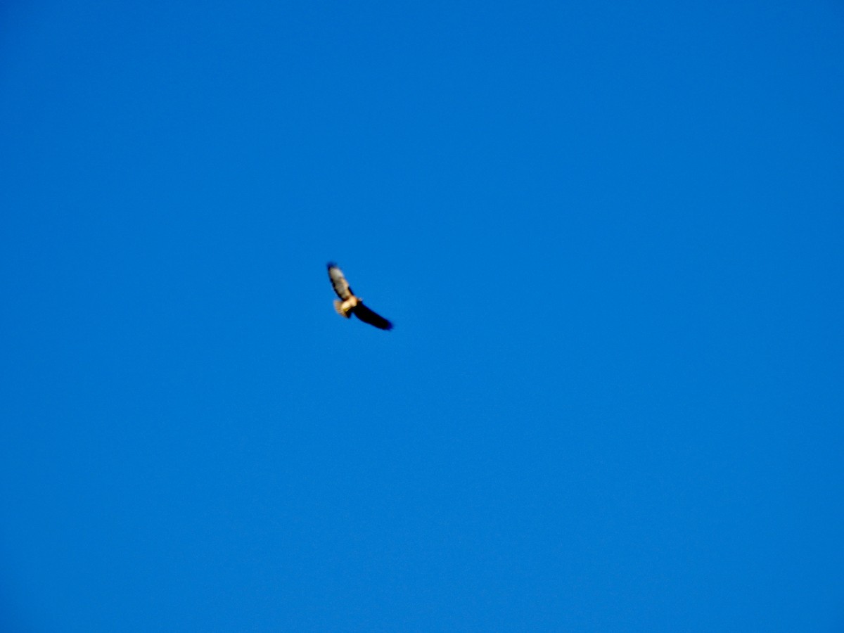 Red-tailed Hawk - ML646434628