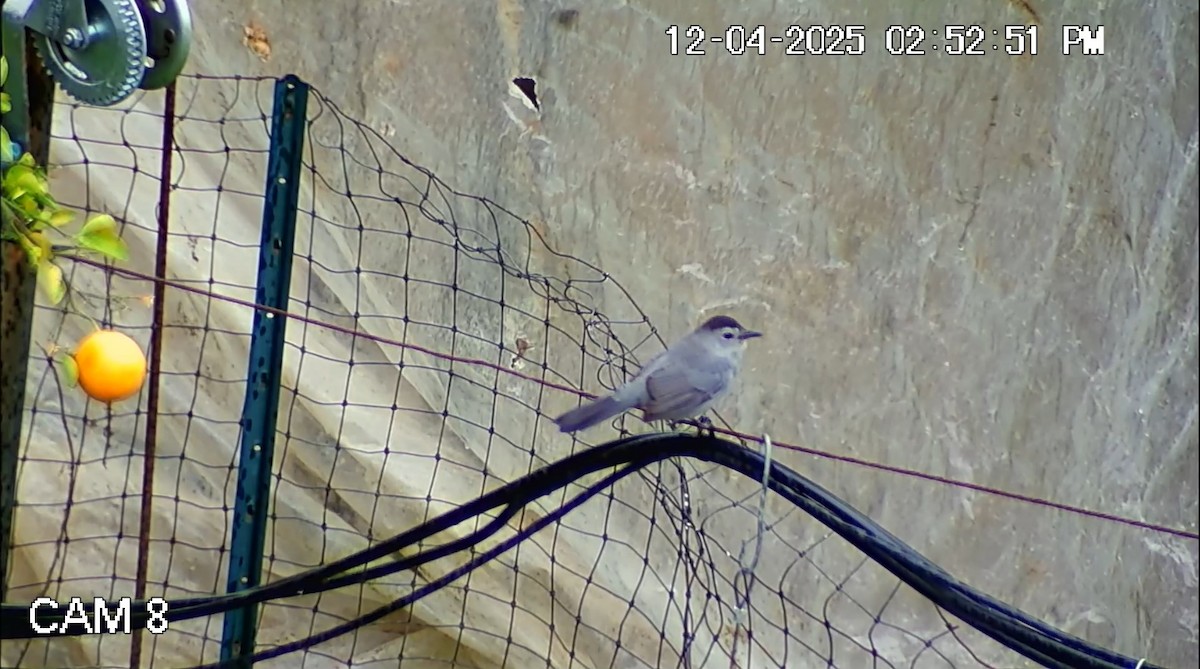 Gray Catbird - ML646434629