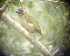Green Barbet (Woodward's) - ML646434632
