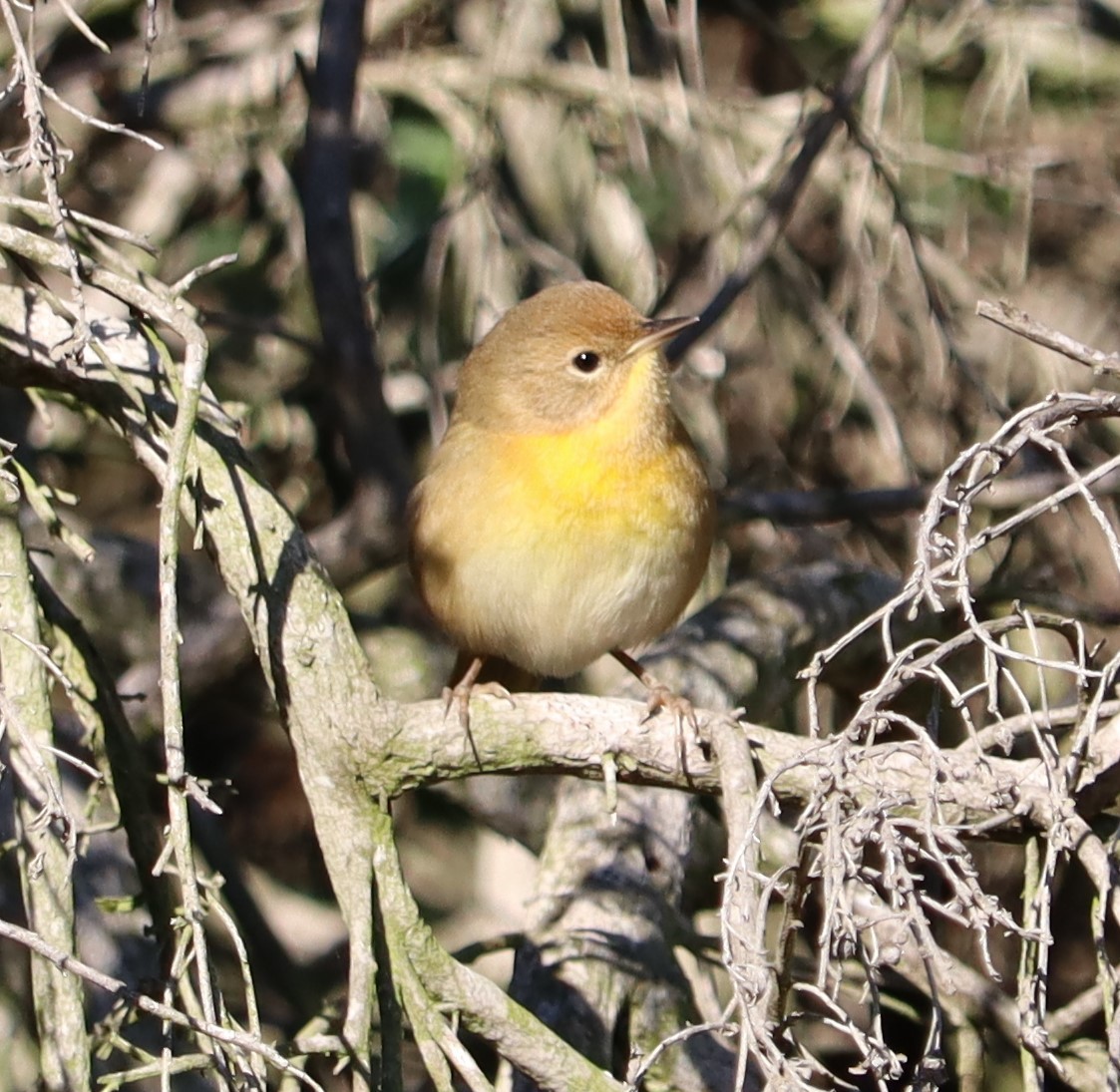 Common Yellowthroat - ML646434633