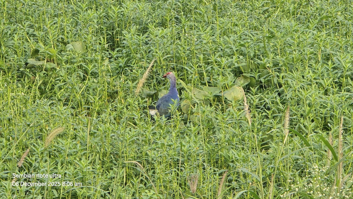Gray-headed Swamphen - ML646434635