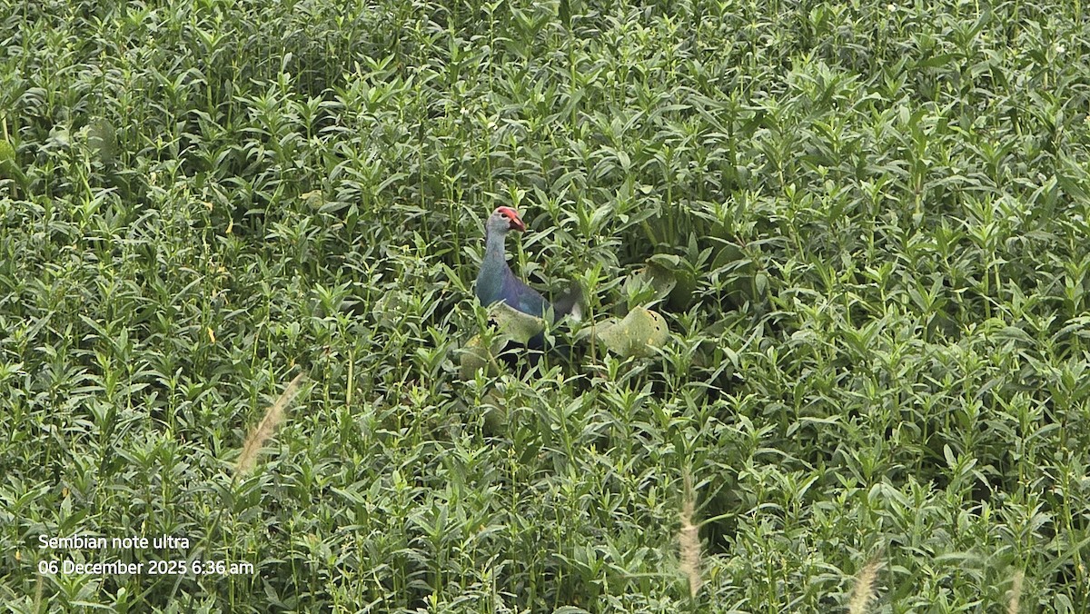 Gray-headed Swamphen - ML646434636