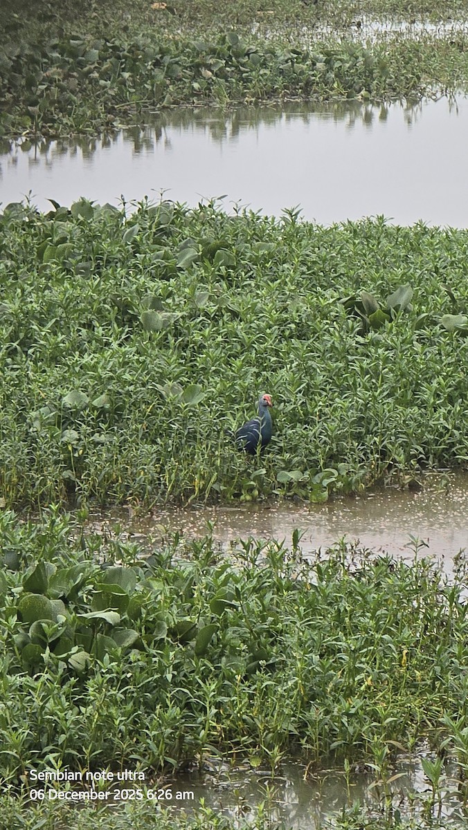 Gray-headed Swamphen - ML646434637